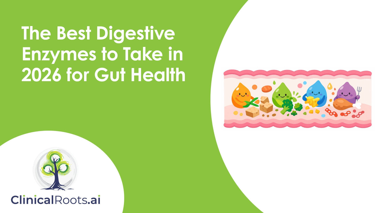 The Best Digestive Enzymes to Take in 2026 for Gut Health