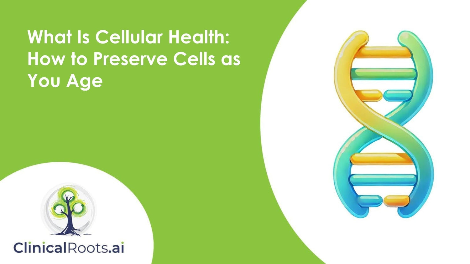 What Is Cellular Health? How to Preserve Cells as You Age