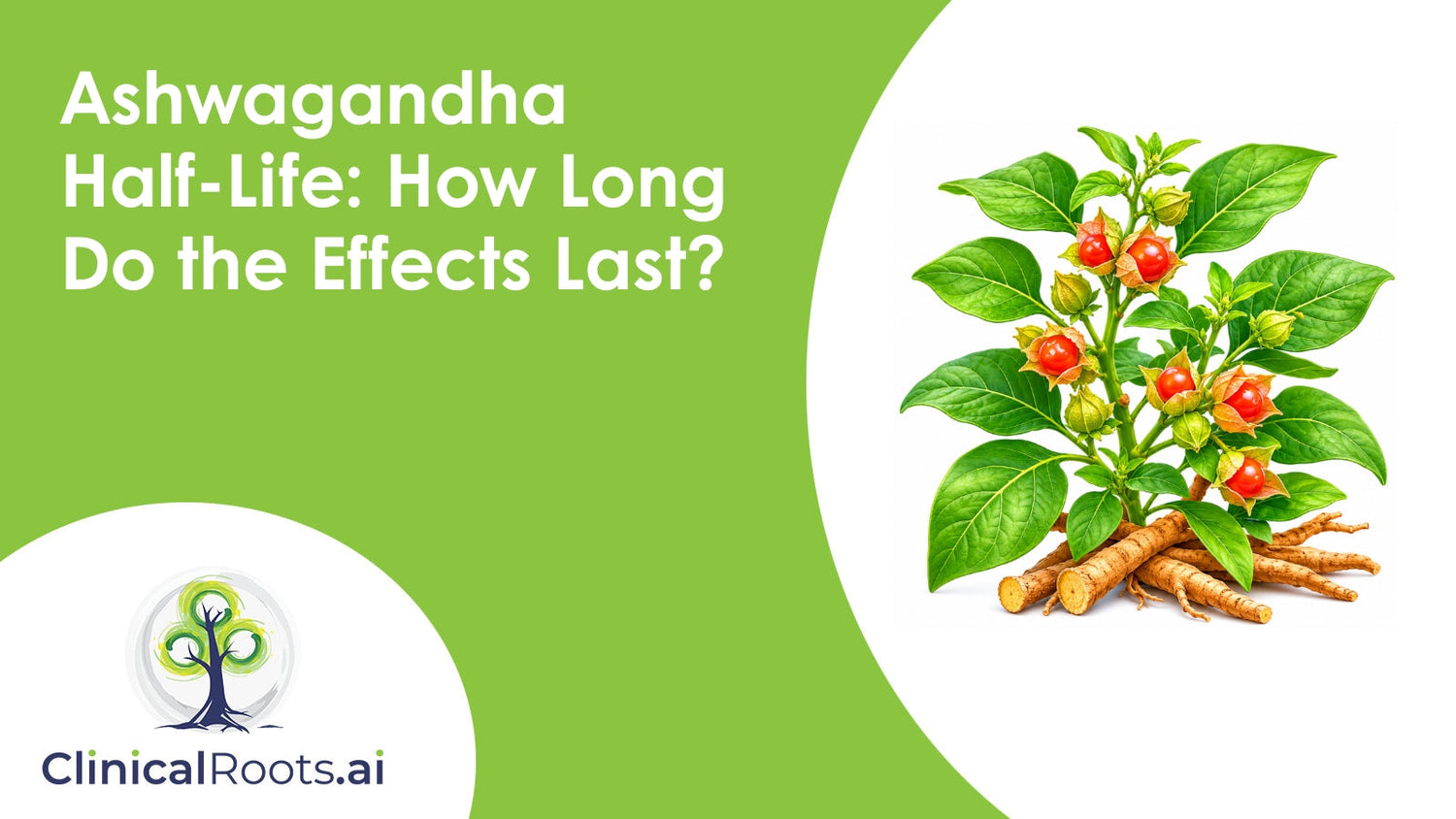 Ashwagandha Half-Life: How Long Do the Effects Last?